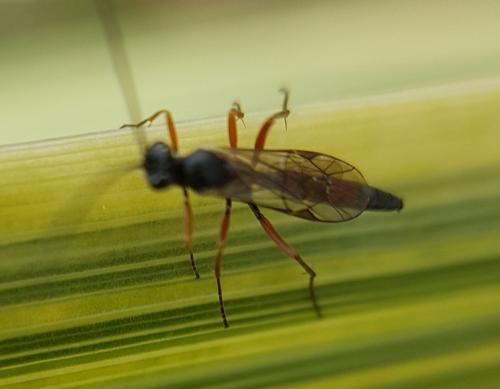 Réf. 217 928 : Campopleginae inconnu